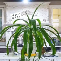 گل های آپارتمانی