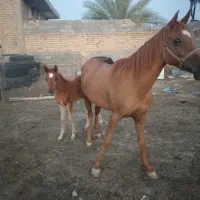 اسب مادیان عرب باکره ترک
