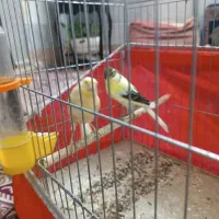 قناری|پرنده|باقرشهر, |دیوار