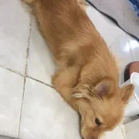 گم شده در محوطه لاله ۱۳