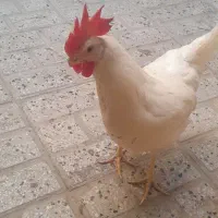 مرغدتخمی