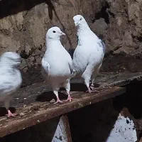 کبوتر تهرانی