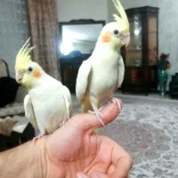 جفت عروس هلندی بالغ به شرط