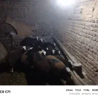 بره ماده های اصیل شال مخصوص داشت