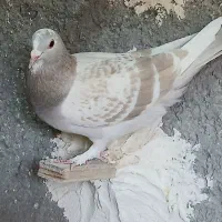 پلنگ.زرد.دمسفید