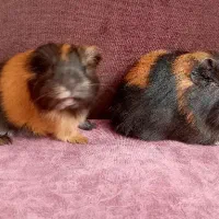 خوکچه خرگوش قفس خوکچه هندی فشن|موش و خرگوش|تهران, تهرانپارس غربی|دیوار