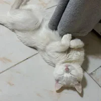 گربه ماده دوساله عقیم شده واکسن خورده