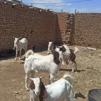 بز گلابی|حیوانات مزرعه|خوشاب, |دیوار