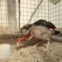 اوشامو|حیوانات مزرعه|هشتگرد, تهران دشت|دیوار