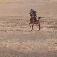 نریون عرب|اسب و تجهیزات اسب‌سواری|دورود, |دیوار