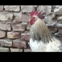 خروس