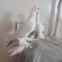 بوینی گولی|پرنده|تبریز, |دیوار