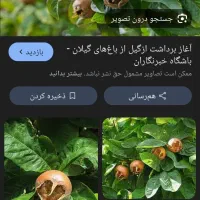 ازگیل وپرتقال شما را به قیمت مناسب خریداریم|خدمات باغبانی و درختکاری|اسالم, |دیوار