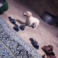 سگ اشپیتز