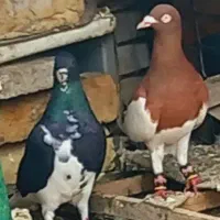 کفتر دس اولی|پرنده|شیراز, شهدای شهرک سعدی|دیوار