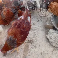 خروس|حیوانات مزرعه|اردبیل, |دیوار