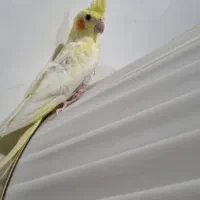 عروس هلندی