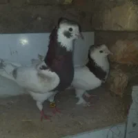 یک شازده نر باماده طوق سرخ