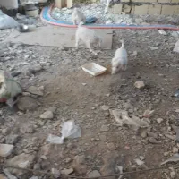 فروش 4 عدد توله|سگ|گلبهار, شهر جدید گلبهار|دیوار