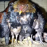 حراج میکنم میخوام جمع کنم فقط جمله همه