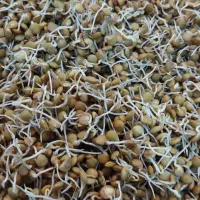 سویق چاقی تضمینی و گیاهی|خوردنی و آشامیدنی|بم, |دیوار