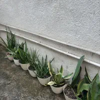 گل طبیعی|حراج|قائمشهر, |دیوار