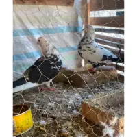جفت دوبال|پرنده|رشت, توشیبا|دیوار