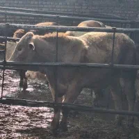 گوساله سیمینتال 300کیلو