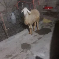 یک راس برا قربانی قیمت شیش میلیونو هشصد|حیوانات مزرعه|مشگین شهر, |دیوار