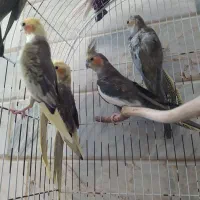 پرنده عروس هلندی