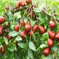 عناب معمولی  نهالی اصیل برای باغ ها