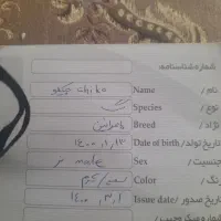 سگ پامر نر|سگ|خمینیشهر, |دیوار