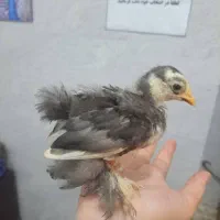 کوشین ۴۰ روزه