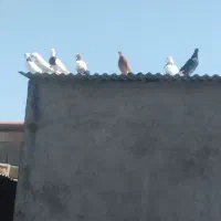 ۹عدد‌کبوتر‌‌‌.      معاوزه‌با‌‌پرنده‌قفسی