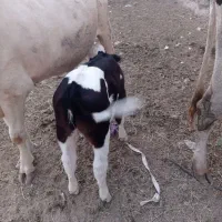 هلشتاین گوساله ماده