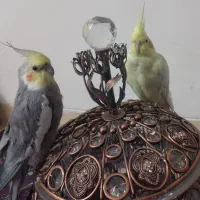 جفت عروس هلندی|پرنده|کرمان, |دیوار