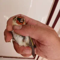 سهره طلایی|پرنده|ابهر, |دیوار