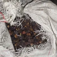 خرید ضایعات خرما.لر پون بالاترین قیمت