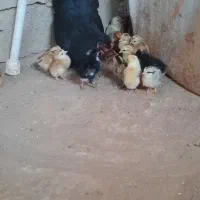 مرغ با جوجه|حیوانات مزرعه|باوی, |دیوار