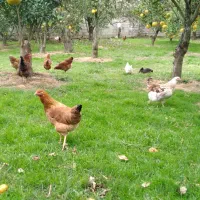 مرغ محلی گلپایگانی هشت ماهه تخم گذار|حیوانات مزرعه|دالخانی, |دیوار