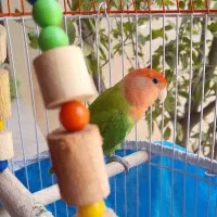 طوطی برزیلی همراه با قفس و وسایل..تخفیف هم داره.|پرنده|بندر انزلی, بشمن|دیوار