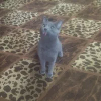 گربه اسکاتیش نر
