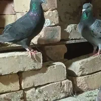 کبوتر فروشی|پرنده|سراوان, |دیوار