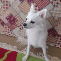 باسلام سگ بفروش میرسد