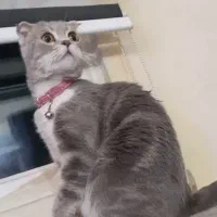 اسکاتیش ۲سال نیم ماده