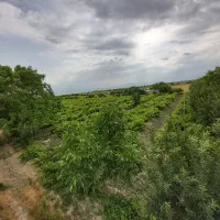 انگور کشمشی زیارت
