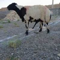 قوچ سیاه‌گوش