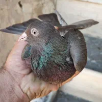 ماده قهوه‌ای سرکه ای