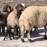 ده راس میش بره