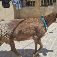 گوسفند چینی فوق کلکسیونی